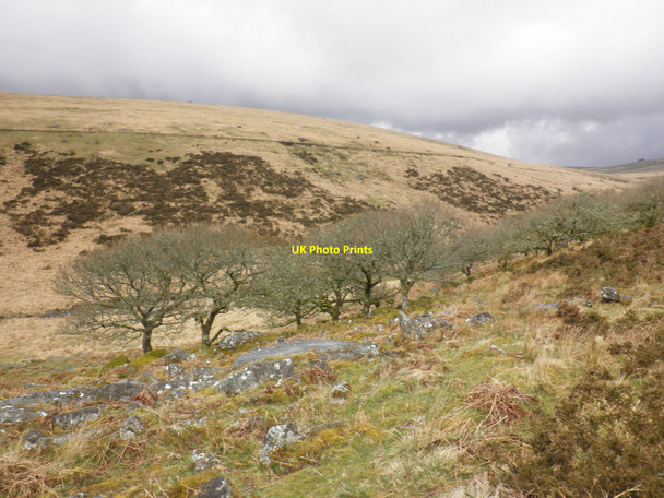 Photo 6"x4" The edge of Wistman's Wood Two Bridges\/SX6075 c2010
