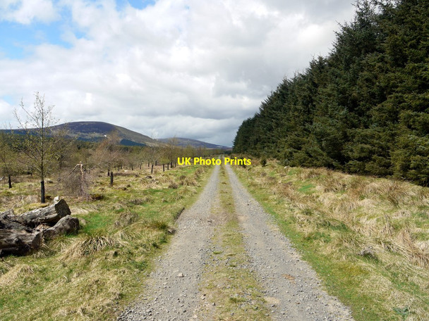 Photo 6"x4" Track enters Threestoneburn Wood South Middleton c2010