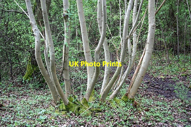 Photo 6"x4" Coppiced tree in Tiddesley Wood Ramsden\/SO9246 c2010