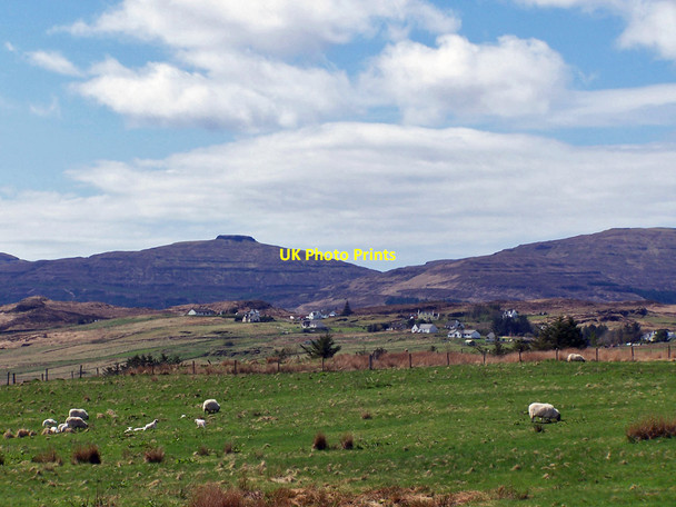Photo 6"x4" Lambs at Roskhill Heribost c2010