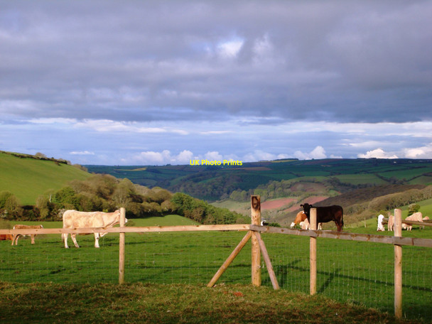 Photo 6"x4" Cattle in South Hams at Hillhead Hillhead\/SX9053 c2010
