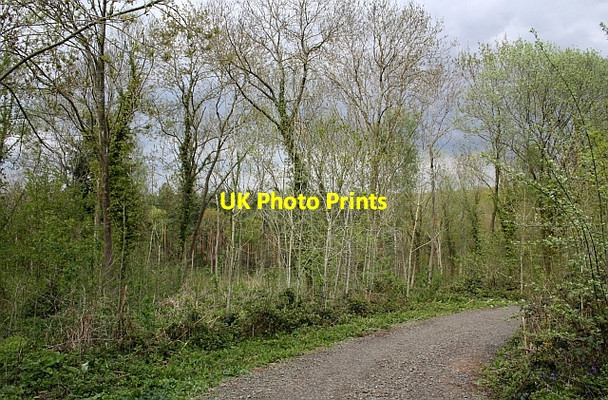 Photo 6"x4" Track through Tiddesley Wood Ramsden\/SO9246 c2010