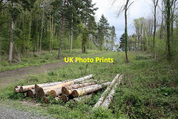 Photo 6"x4" Bridleway through Tiddesley Wood Ramsden\/SO9246 c2010
