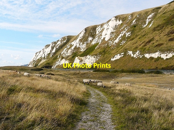 Photo 6"x4" Grazing sheep, Samphire Hoe Church Hougham c2009
