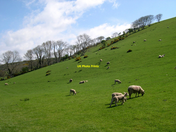 Photo 6"x4" Sheep on steep bank Gilfachreda c2010