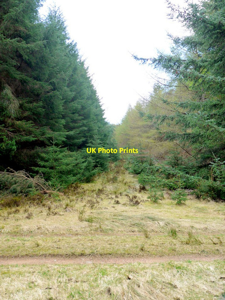 Photo 6"x4" Forest ride \/ track junction, Threestoneburn Wood South Middleton c2010
