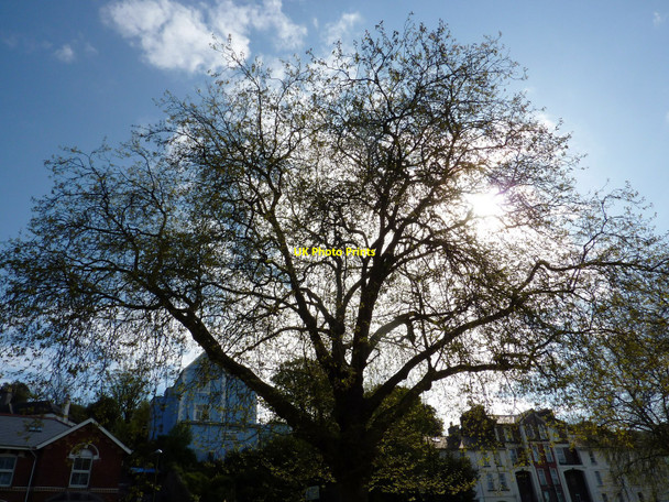 Photo 6"x4" Tree, Lymington Road car park, Torquay Torquay c2010