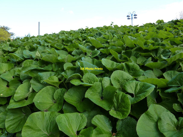 Photo 6"x4" Coltsfoot bank, Lymington Road car park, Torquay Torquay c2010