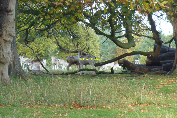 Photo 6"x4" Deer at Attingham Park Atcham c2008