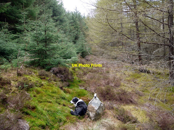 Photo 6"x4" Overgrown ride, Threestoneburn Wood Linhope\/NT9616 c2010