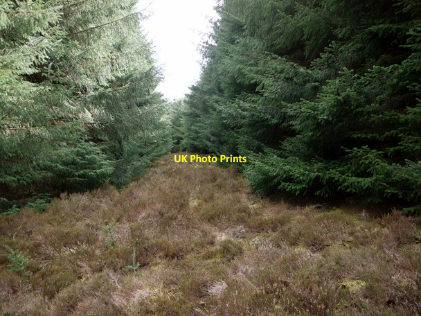 Photo 6"x4" Another ride in Threestoneburn Wood Linhope\/NT9616 c2010