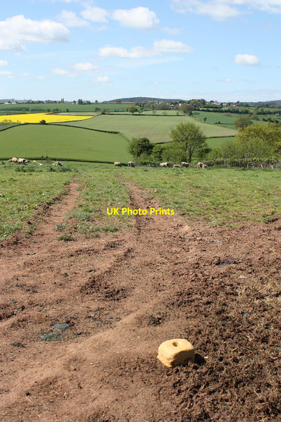 Photo 6"x4" Salt lick, hillside pasture Linton Hill\/SO6624 c2010