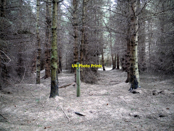 Photo 6"x4" Path junction, Threestoneburn Wood Linhope\/NT9616 c2010