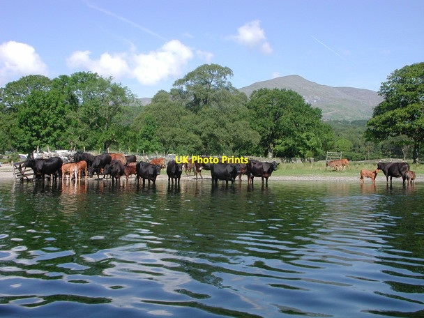 Photo 6"x4" Cows on the edge of Coniston Water Haws Bank\/SD3096 c2005