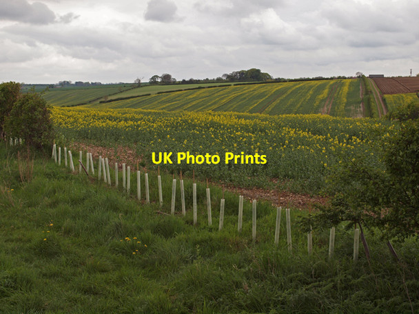 Photo 6"x4" Developing Rape Crop near Barton Hill Farm Barton-Upon-Humber c2010