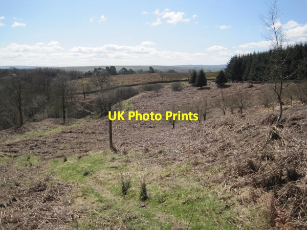 Photo 6"x4" Footpath Towards Gilsland Spa Gilsland\/NY6366 c2010