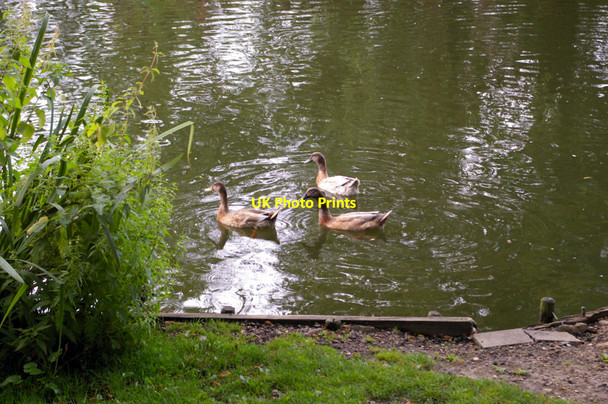 Photo 6"x4" Ducks on the River Colne, London Colney Broad Colney c2009
