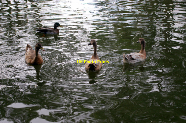 Photo 6"x4" Ducks on the River Colne, London Colney Broad Colney c2009 P1
