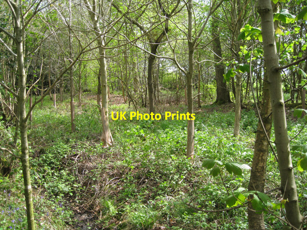 Photo 6"x4" By a footpath near Grove Park Budbrooke c2010