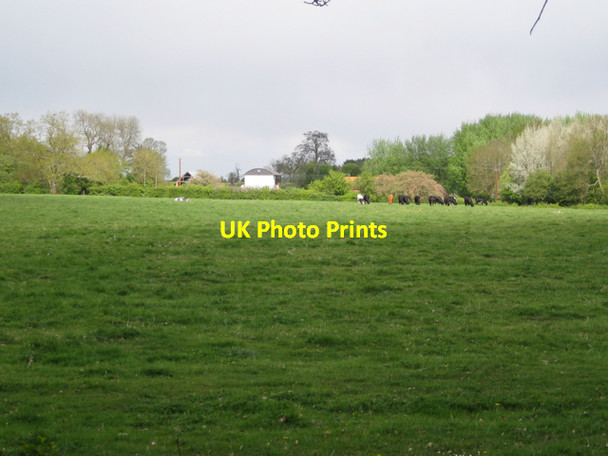 Photo 6"x4" Cattle grazing, Home Farm Budbrooke c2010
