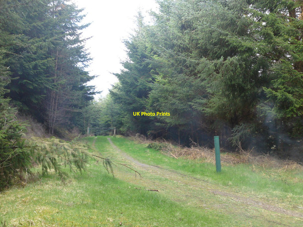 Photo 6"x4" Forest road in Gleann Liath Easter Boleskine c2010