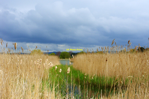 Photo 6"x4" View through the reedbeds, Radipole Lake, Weymouth Weymouth\/SY6779 c2010