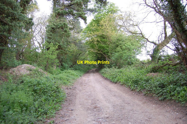Photo 6"x4" Track towards Udimore Udimore c2010
