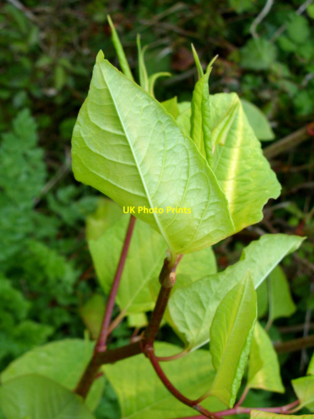 Photo 6"x4" Closeup, Japanese Knotweed, Radipole Lake Nature Reserve, Weymouth Weymouth\/SY6779 c2010
