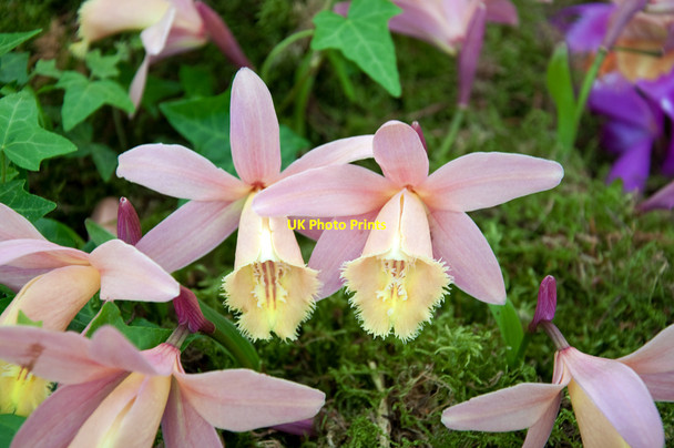 Photo 6"x4" Pleione display - Malvern Spring Show 2010 Malvern Wells c2010