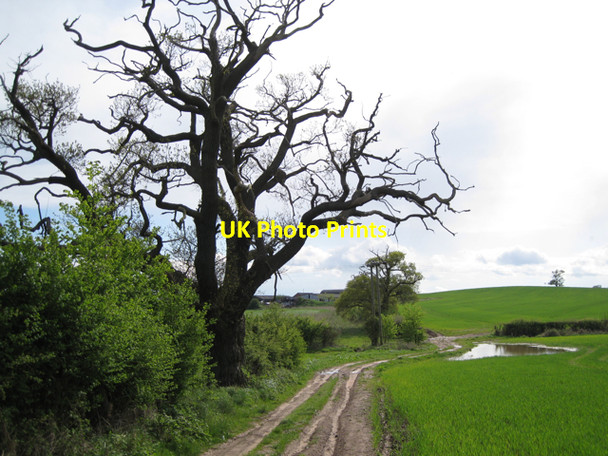 Photo 6"x4" Dying oak north of Warboro Farm Hampton on the Hill c2010