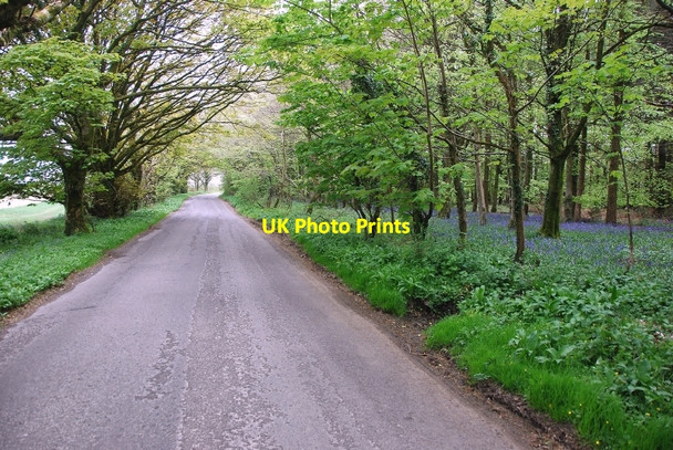 Photo 6"x4" Telegraph Hill: Road near bluebell wood Hilfield c2010