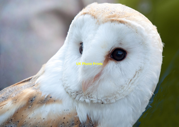Photo 6"x4" Barn Owl - Malvern Spring Show 2010 Malvern Wells c2010
