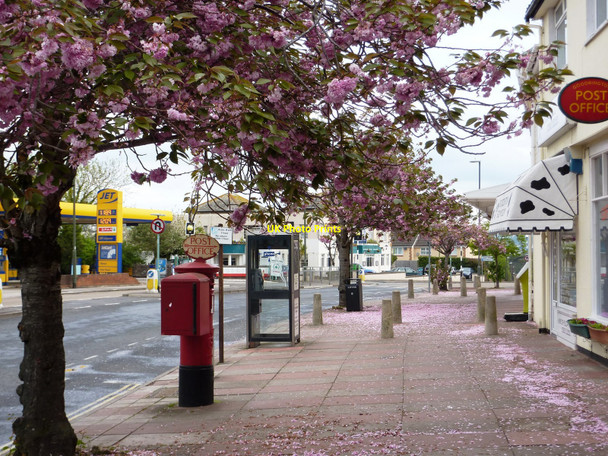 Photo 6"x4" Cherry blossom, Postbox, Post Office, Phone box, Three Beaches, Paignton Paignton c2010
