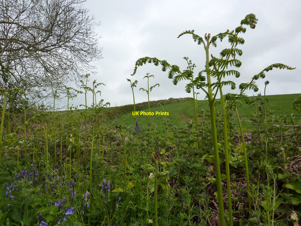 Photo 6"x4" Bracken and bluebells, footpath from Alston Lane Churston Ferrers c2010