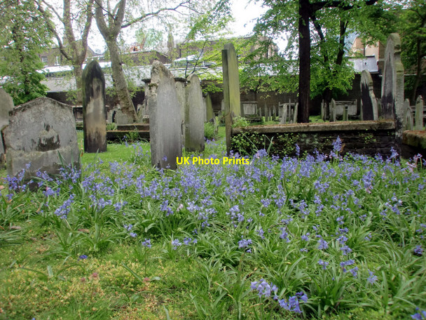Photo 6"x4" Bluebells, Bunhill Fields, City Road, London EC1 London c2010