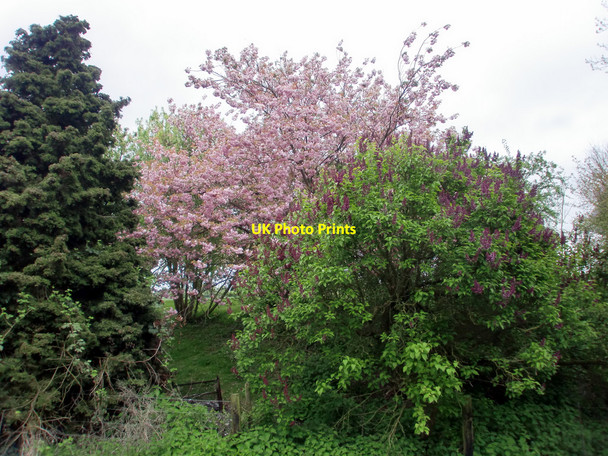 Photo 6"x4" Spring Blossom adjacent to Dullingham Station, Suffolk Dullingham c2010