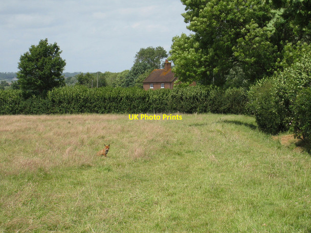 Photo 6"x4" Fox near Place Farm Cottages Headcorn c2008