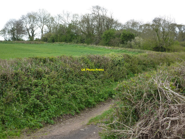 Photo 6"x4" Bridleway approaching Kennels Road Junction Churston Ferrers c2010