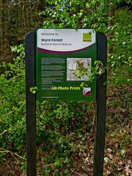 Photo 6"x4" Wyre Forest National Nature Reserve information board Buttonoak c2010