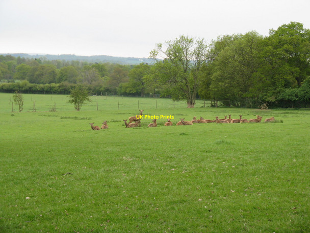 Photo 6"x4" Relaxed deer on Bailing Hill Farm Horsham\/TQ1731 c2010