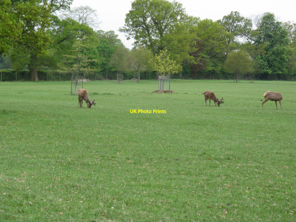 Photo 6"x4" Three legged, headless deer on the Warnham Park Estate Horsham\/TQ1731 c2010