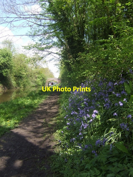 Photo 6"x4" Bluebells beside the Worcester and Birmingham Canal Droitwich c2010