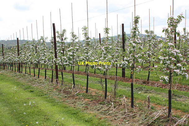 Photo 6"x4" Apple orchard in blossom Gorsley Common c2010
