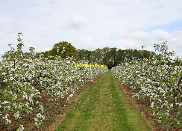 Photo 6"x4" Grass strip between apple trees in blossom Gorsley Common c2010