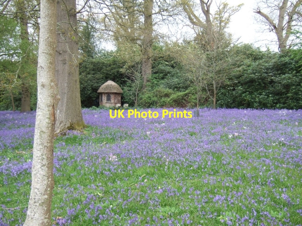 Photo 6"x4" Bluebells in Shobrooke Park Crediton c2010