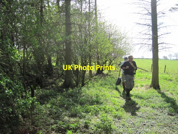 Photo 6"x4" Footpath through Plantation towards Toft Hill Great Whittington c2010