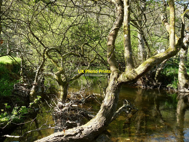 Photo 6"x4" The view downstream from a Bridge on the River Yeo which leads to New Mills Chelfham c2010