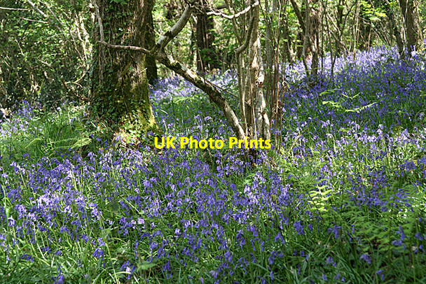 Photo 6"x4" Kingston: Bluebells in Wrinkle Wood Kingston\/SX6347 c2010