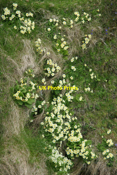 Photo 6"x4" Primroses (Primula vulgaris), Lund Underhoull c2010