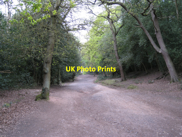 Photo 6"x4" Nut Hurst Glade, Sutton Park Doe Bank c2010